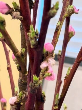 Meet your Posher, Suncha